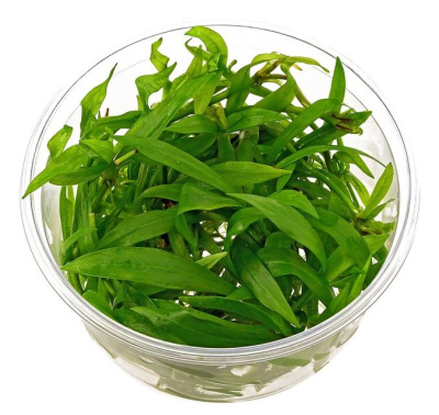 Эхинодорус латифолиус (меристемное растение)